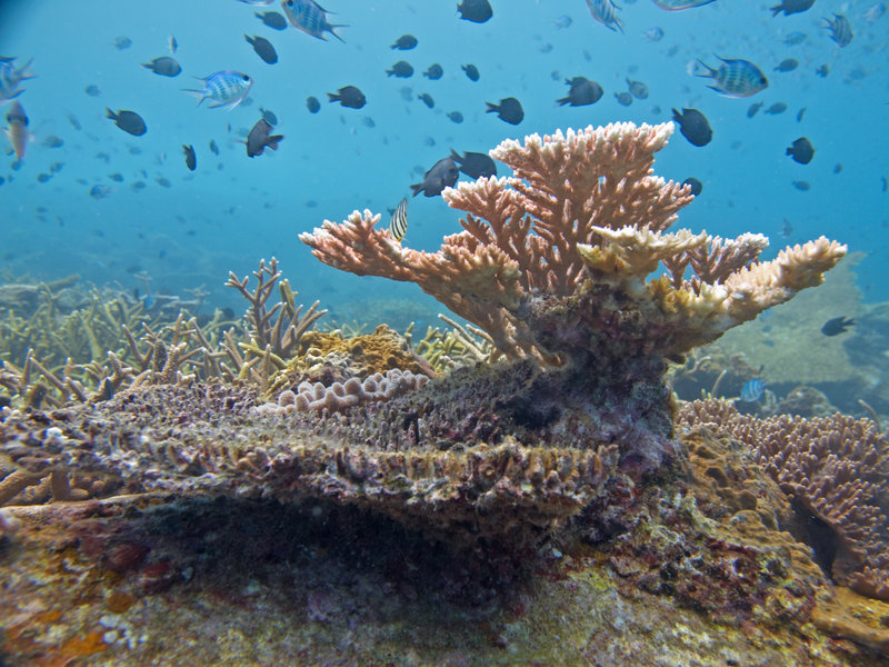 Underwater Scene